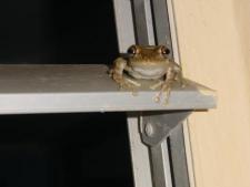 Frog on a shutter at the meterological station